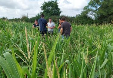 Expertise au Gaec de la Ruaudière dans les Hauts d'Anjou, avec très peu d'épis, l'estimation avoisine 3-4 T/ha