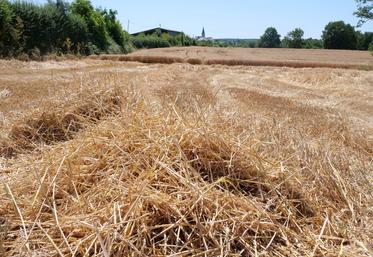Moisson de blé en juin à Longuenée en Anjou.