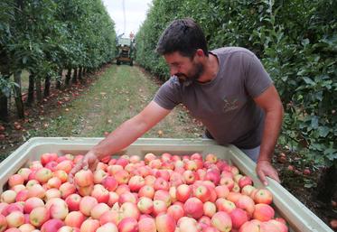 Sébastien Blanchet, arboriculteur, vérifie la coloration des Gala en palox : les pommes insuffisamment colorées seront écartées. À droite : des pommes au sol en quantité, et des calibres de poires restreints. 