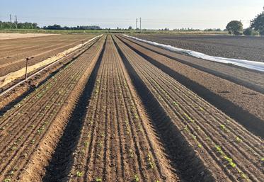 Les semis de navet boule d'or du 9 juillet n'ont rien donné sur les parcelles de Guillaume Thomas, à Saint-Mathurin-sur-Loire, malgré les filets et l'arrosage. Les ressemis de radis noir, quinze jours plus tard, ont été réussis.