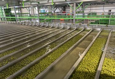 Les poires sont pré-calibrées dans l'eau. Dès que 300 kg d'un même calibre sont rassemblés, les poires sont dirigées vers la sortie.