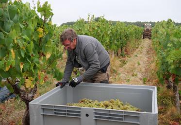 Avec un top départ le 10 août, les vendanges ont été très précoces en Anjou-Saumur.