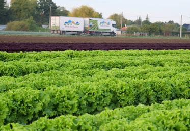 Semées semaine 35, ces salades seront les dernières de la saison cultivées en plein champ.
