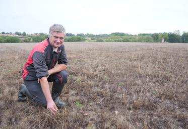 Grillée depuis juin, cette parcelle de prairie va être resemée en méteil. En haut à droite, une parcelle entièrement re-semée il y a 10 jours et en dessous, une parcelle qui va recevoir un sur-semis. 