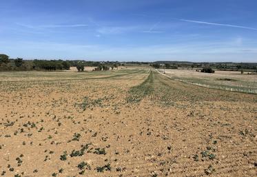 Parcelle de colza, jeudi 24 septembre à La Pouëze.