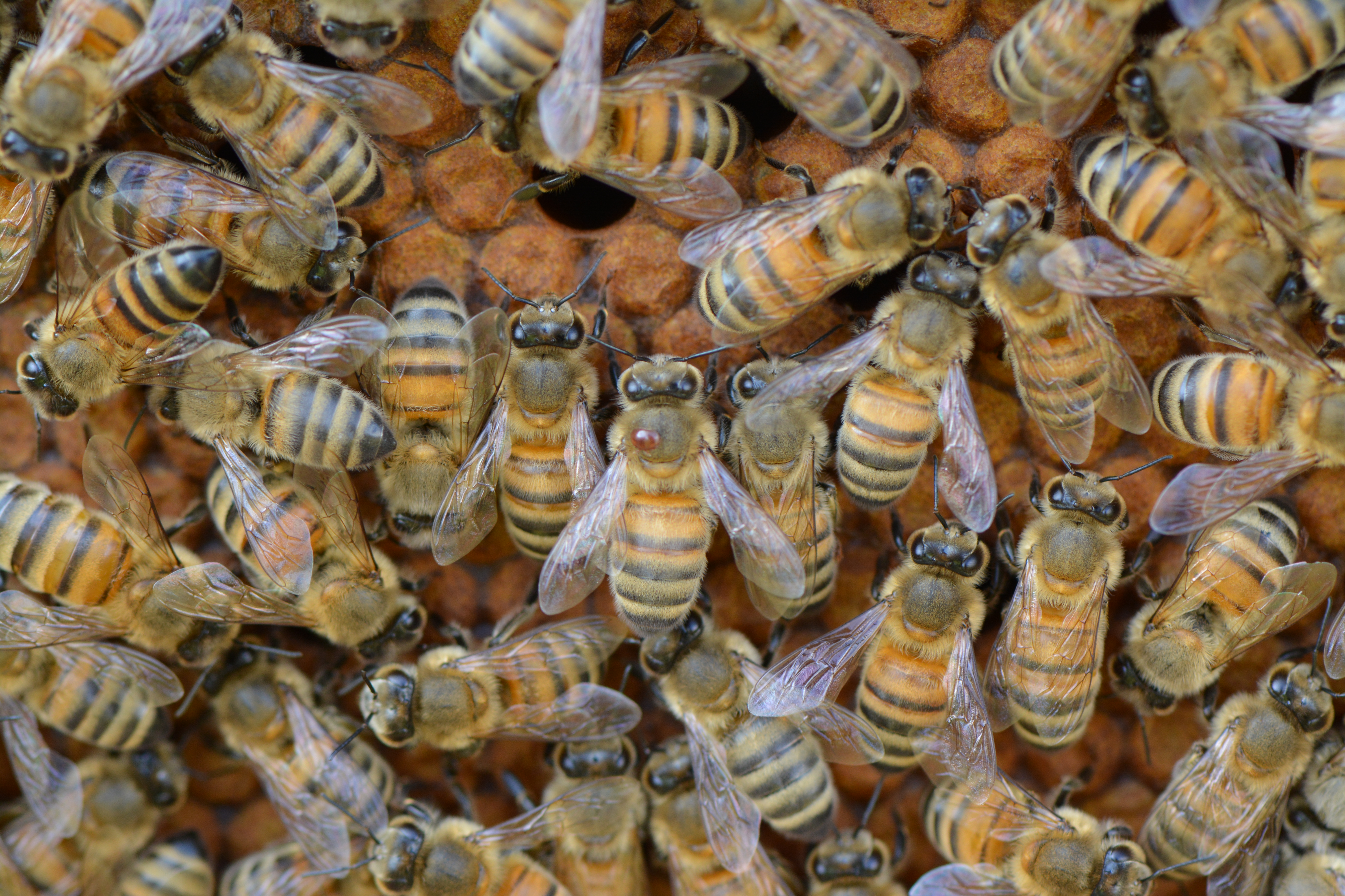 Apiculture: Traitement hivernal des ruches d'abeilles à l'acide oxalique  contre le Varroa destructor 