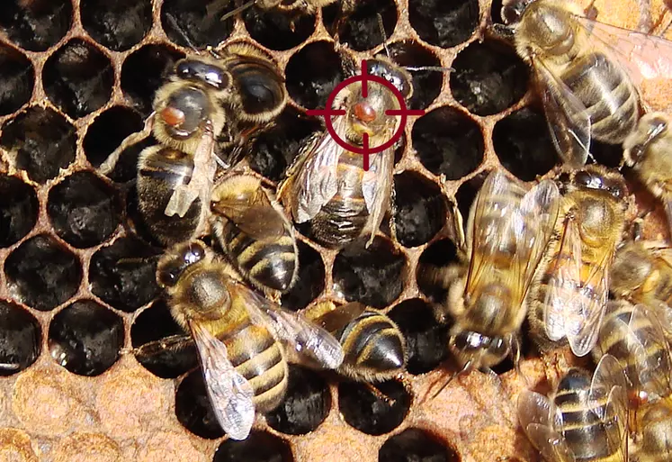 L’enjeu, pour passer des conditions contrôlées du laboratoire à la complexité d’une colonie d’abeilles est de parvenir à détruire les varroas sans affecter les abeilles ! Le chlorure de lithium atteint malheureusement les deux.
