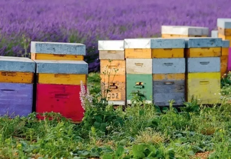 Les facteurs de réussite de la production de miel de lavande en Provence