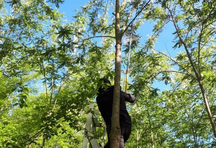 En 2019, le prélèvement délicat des inflorescences étaient possible avec une perche, désormais les arbres ont pris de la hauteur et une cueillette à l'aide d'une ...