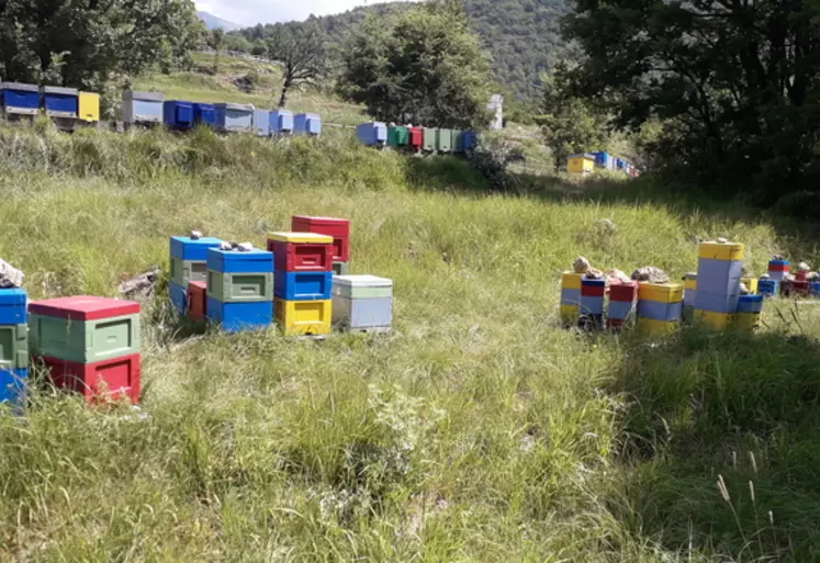 Alexandrine Brion, apicultrice spécialisée dans l’élevage de reines dans les Alpes maritimes.