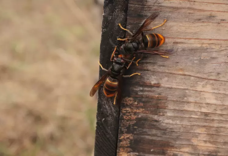 Au printemps, les femelles fondatrices émergent de leur hivernation et entament la phase critique d’initiation des nids durant laquelle chaque femelle fécondée peut ...