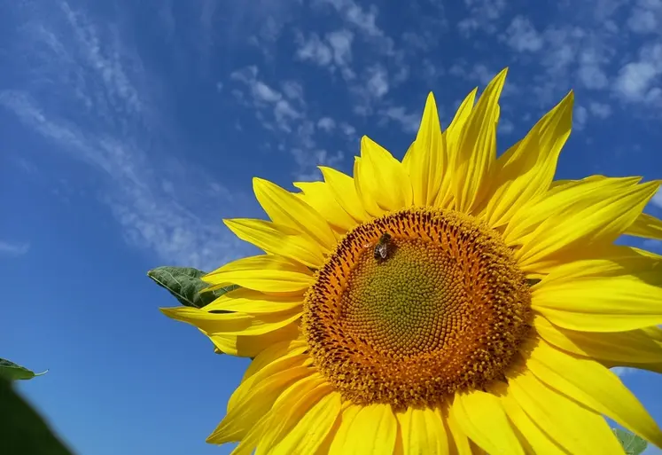 <em class="placeholder">Le tournesol est une culture appréciée dans les rotations agricoles.</em>