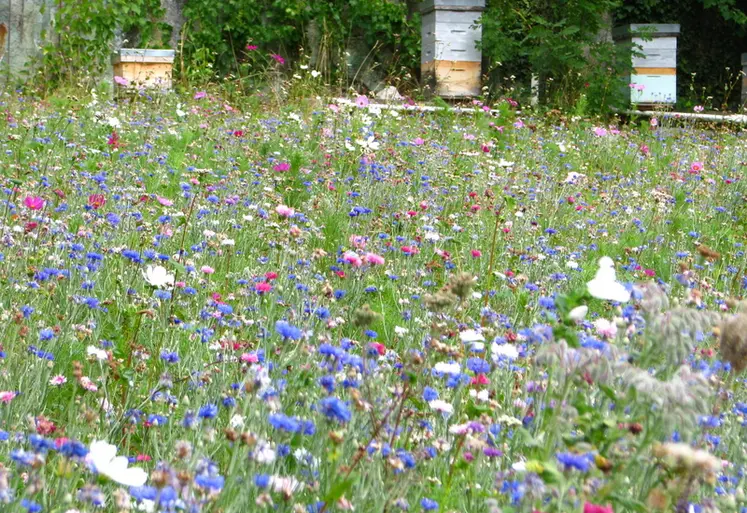 <em class="placeholder">Les couverts fleuris sont envisagés comme un moyen d’atténuer l&#039;impact des pesticides sur les pollinisateurs, mais cela fait débat.</em>
