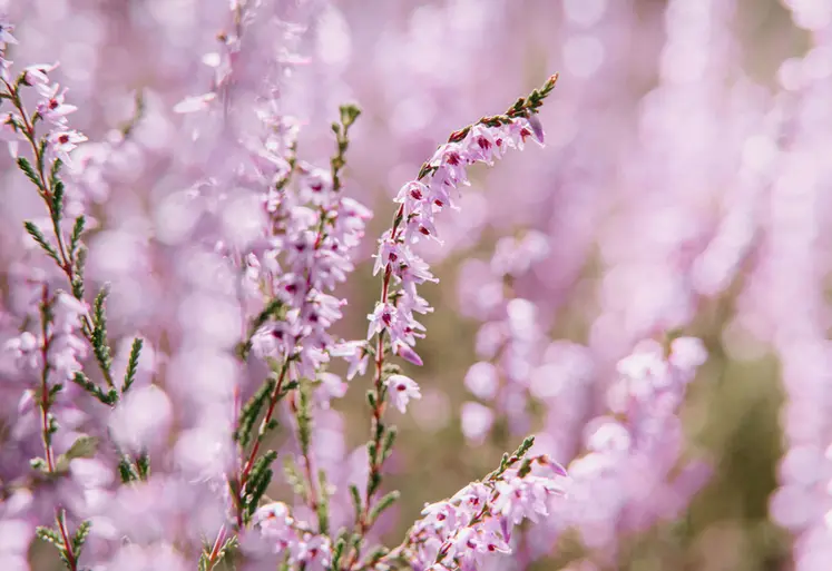 <em class="placeholder">La floraison est tardive, elle s’étale de fin août à octobre selon les régions</em>