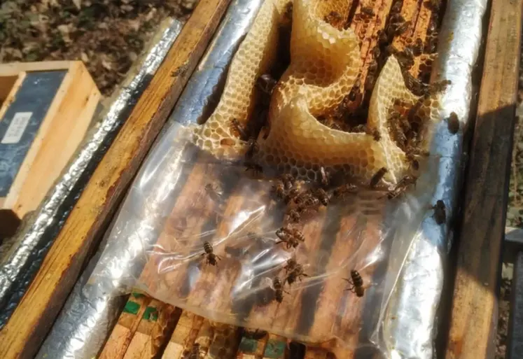 <em class="placeholder">En dehors des ressources naturelles, le saccharose raffiné sera la meilleure source de sucres pour l’abeille.</em>
