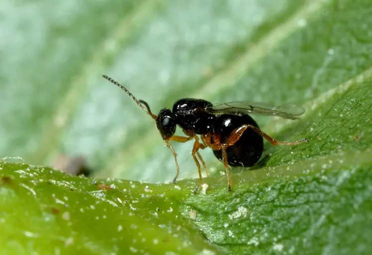 <em class="placeholder">Cynips du châtaignier</em>