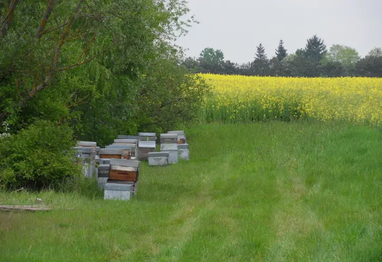 <em class="placeholder">Il existe des dispositifs et structures d’accompagnement à la transmission en apiculture. </em>