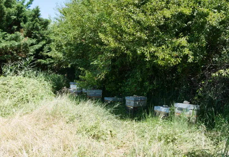 <em class="placeholder">Les apiculteurs peuvent être remplacés temporairement sur leur exploitation pour divers motifs : maladie, accident, formation, engagement professionnel, congés ...</em>