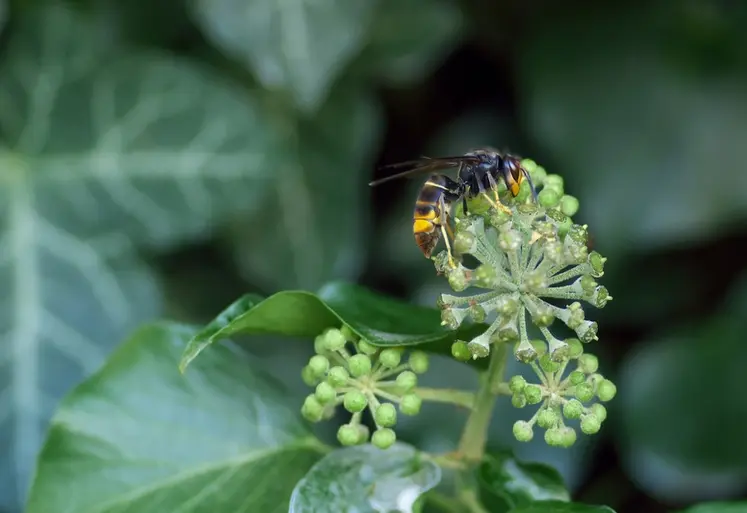<em class="placeholder">Le frelon : des charges supplémentaires pour les exploitations françaises</em>
