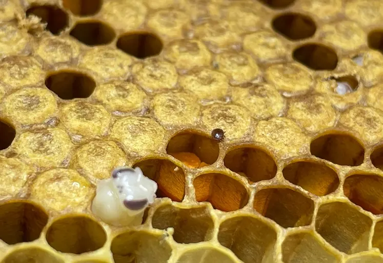 <em class="placeholder">Varroa destructor reste l’ennemi numéro un des colonies</em>