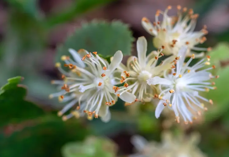 <em class="placeholder">La fleur du « Tilia cordata » s’épanouit en juin.</em>