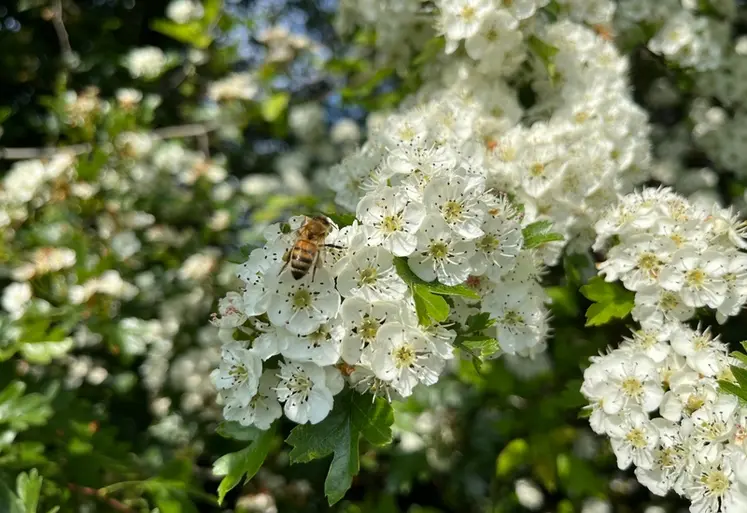 <em class="placeholder">L’aubépine a longtemps été une espèce de choix pour entrer dans la composition des haies bocagères.</em>