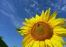 <em class="placeholder">Le tournesol est une culture appréciée dans les rotations agricoles.</em>
