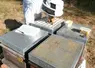 <em class="placeholder">L’emploi du scanner BeeVS d’Apisfero permet de réduire encore le temps alloué aux dénombrements de varroas sur lange.</em>