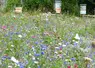<em class="placeholder">Les couverts fleuris sont envisagés comme un moyen d’atténuer l&#039;impact des pesticides sur les pollinisateurs, mais cela fait débat.</em>