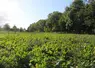 <em class="placeholder">Champ de betteraves sucrières </em>