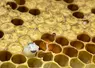 <em class="placeholder">Varroa destructor reste l’ennemi numéro un des colonies</em>