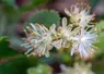 <em class="placeholder">La fleur du « Tilia cordata » s’épanouit en juin.</em>