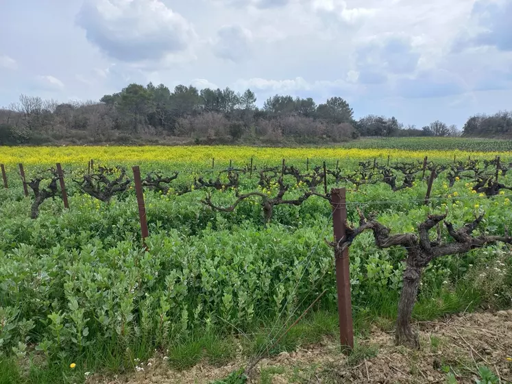 Parcelle de vigne fin mars 2022 avec interrangs semés avec un mélange à dominante féverole, et jachère semée en moutarde en arrière-plan (Saint-Césaire-de-Gauzignan, Hérault).