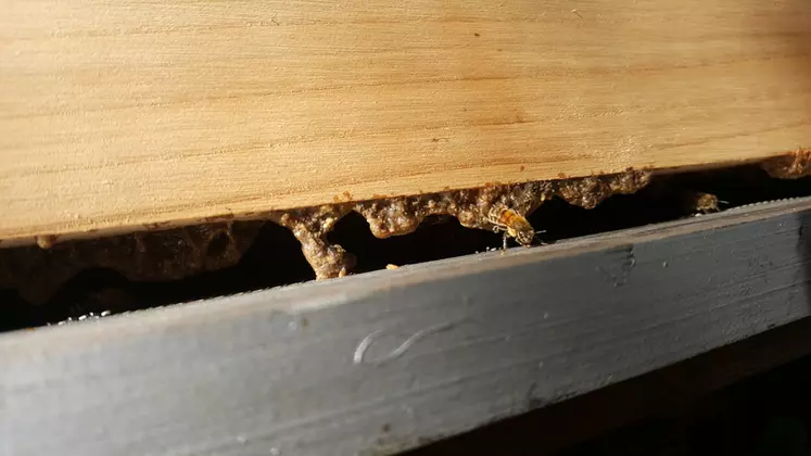 On voit ici l'entrée de la ruche qui est propolisée. Il est possible de récolter cette propolis par grattage.