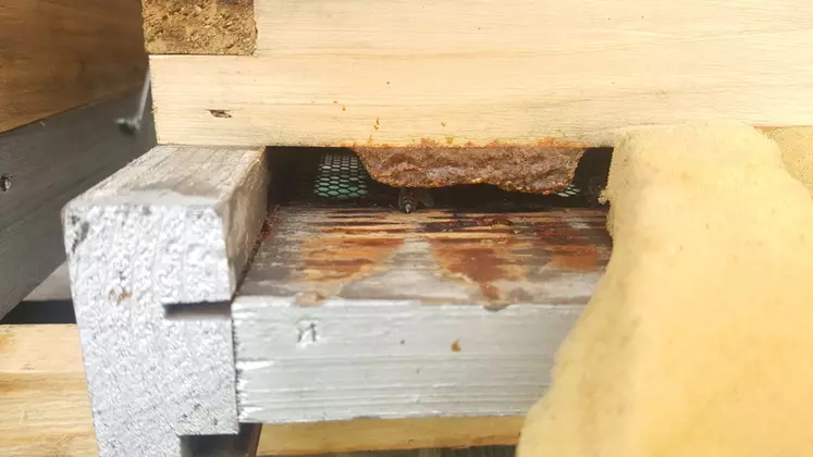 La colonie emploie de la propolis  notamment pour l’obstruction des fentes et ouvertures, la réparation des rayons et fixation des cadres, ou encore l’aseptisation de la ruche.