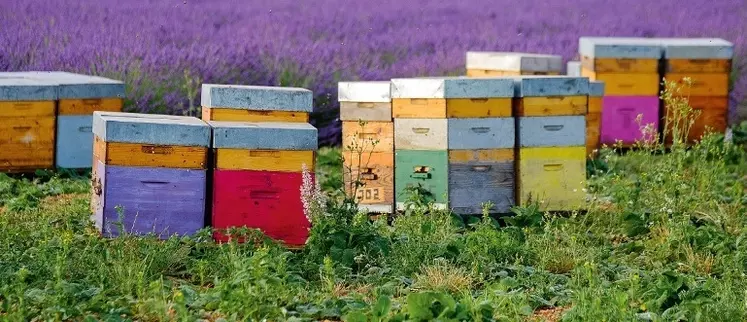 Les facteurs de réussite de la production de miel de lavande en Provence