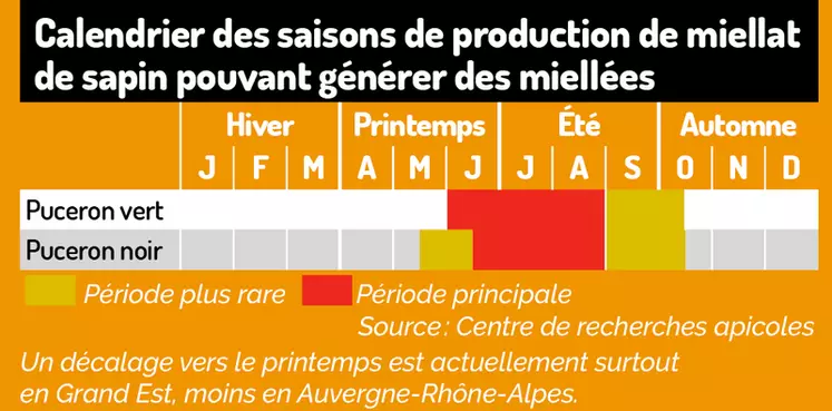 Les secrets de la miellée de sapin