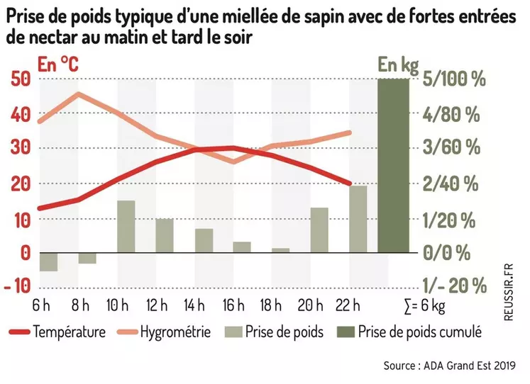 Les secrets de la miellée de sapin