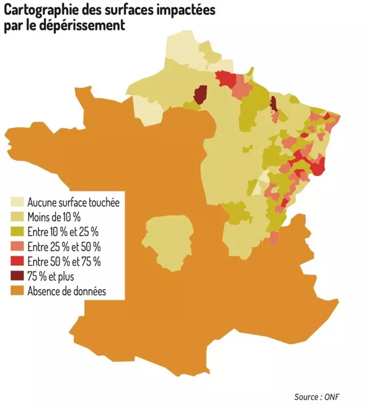 Les secrets de la miellée de sapin