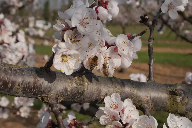 Des abeilles butinent des fleurs de cerisier.