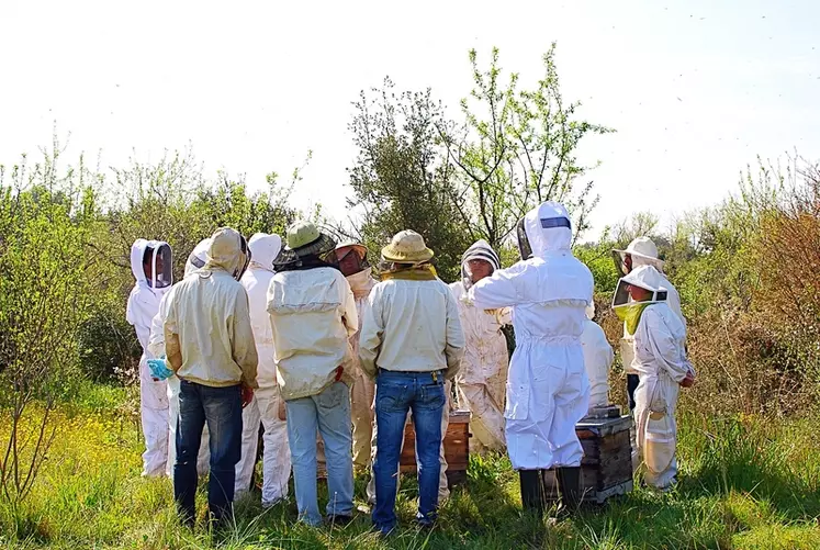 En région Occitanie, les apiculteurs professionnels membres du Ceta Api d’Oc ont opté pour la sélection collective.