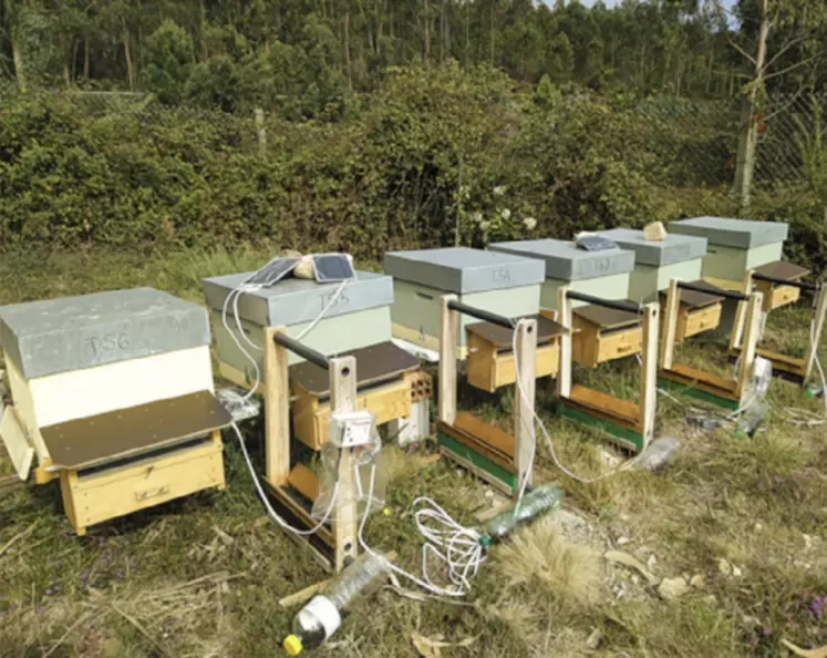 Rucher expérimental équipé de harpes électriques.