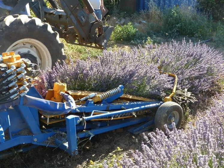 Machine espieur équipée de chasse-abeilles à l’avant. Les barres jaunes viennent secouer les épis avant le passage de la machine, ce qui laisse le temps aux butineuses ...