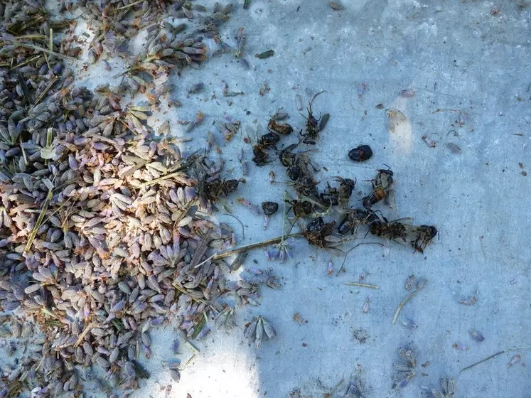 Débris d’abeilles dans un échantillon d’épis de lavande récolté.