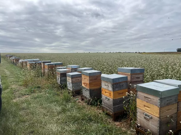 Les ruchers de Mélanie Boitrel, apicultrice en Normandie