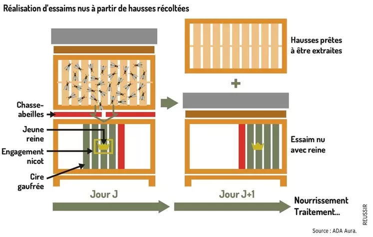 Quand les abeilles des hausses peuplent des essaims