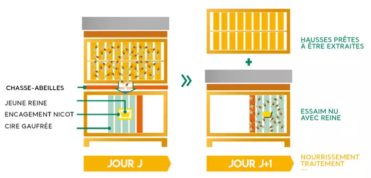 Réalisation d'essaims nus à partir de hausses récoltées