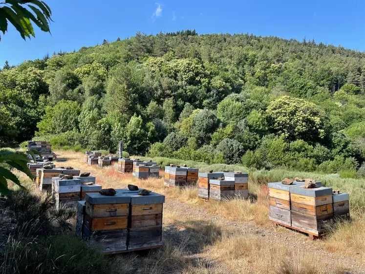 Les Cévennes sont d'une grande diversité floristique ce qui en fait un territoire idéal pour l'apiculture.