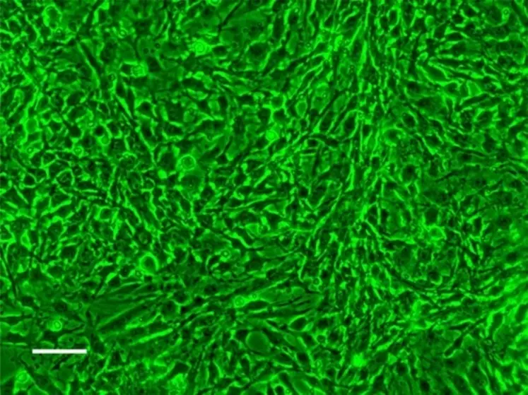 La lignée AmE-711 présente un phénotype caractéristique des fibroblastes. Microscopie à contraste de phase (x200). Barre d’échelle = 50 µm