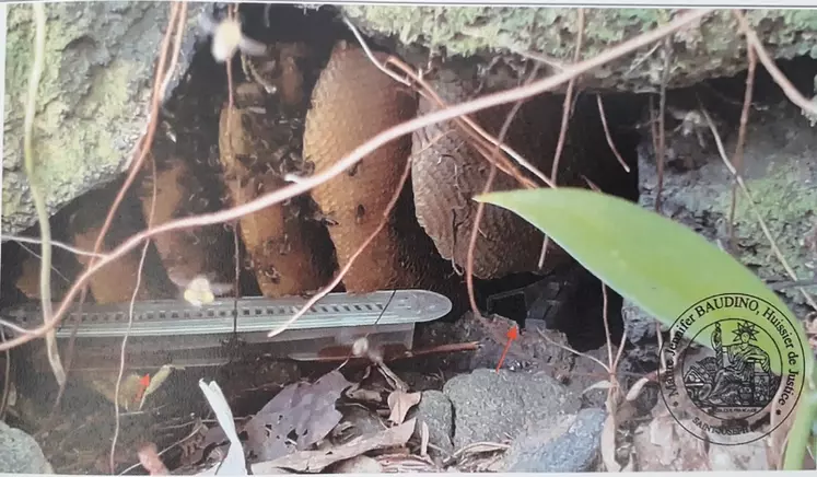 Photographie d'un piège à huile posé contre les gaufres de cire d'une colonie d'abeille férale (sauvage) afin de détecter la présence du PCR 